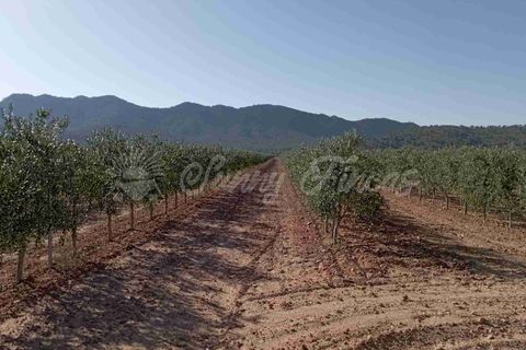 Helårsgrund i Yecla, Murcia, Yecla - € 300.000 | Ref: SF0504 - foto 2